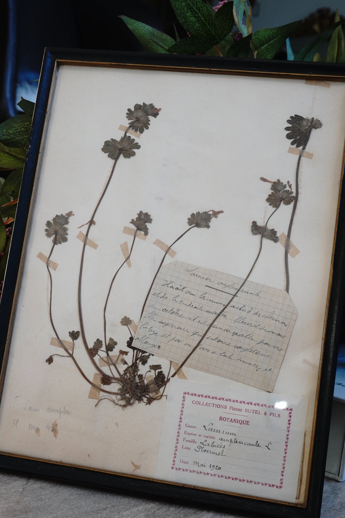 Antique Dried, Pressed, Framed Botanical Specimen - Lamium Amplexicaule 1920