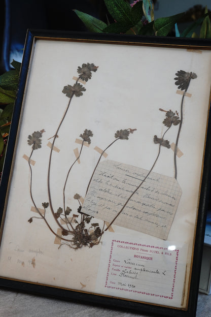 Antique Dried, Pressed, Framed Botanical Specimen - Lamium Amplexicaule 1920