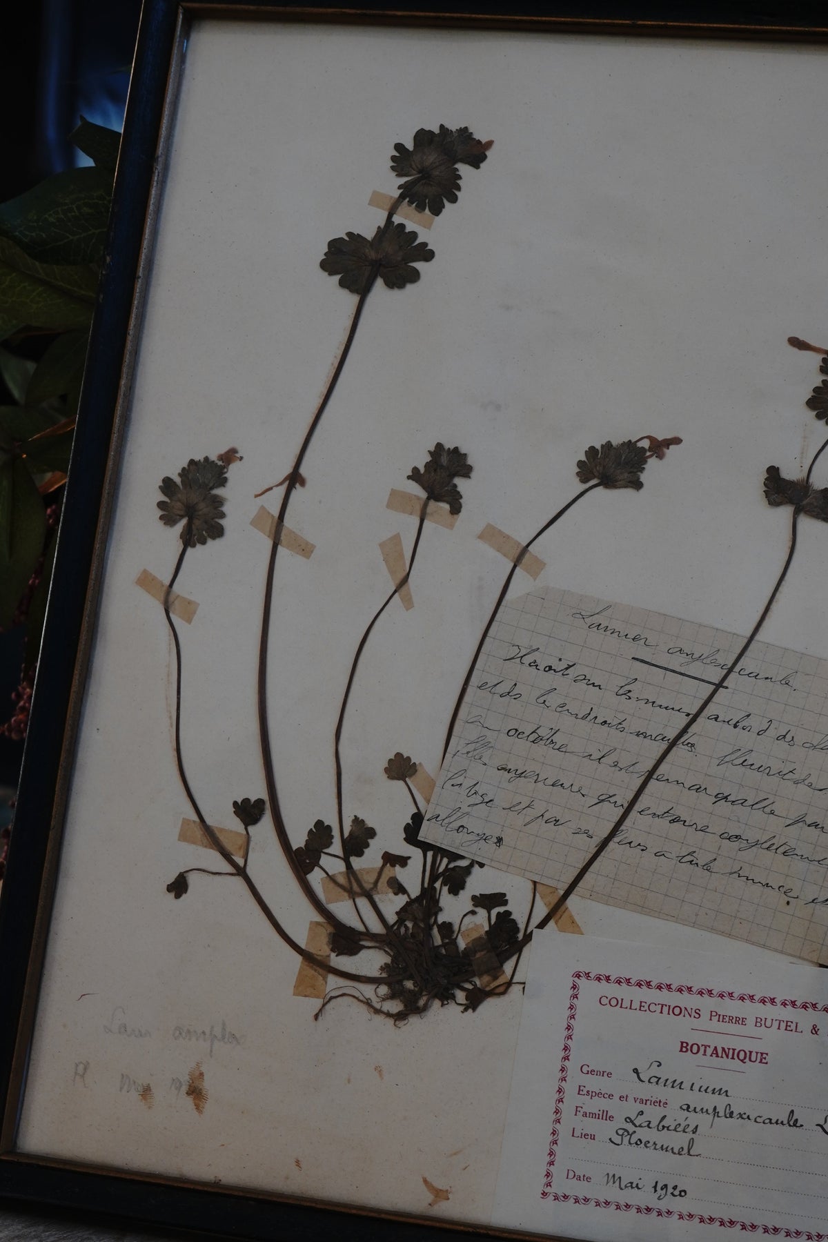 Antique Dried, Pressed, Framed Botanical Specimen - Lamium Amplexicaule 1920