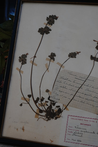 Antique Dried, Pressed, Framed Botanical Specimen - Lamium Amplexicaule 1920