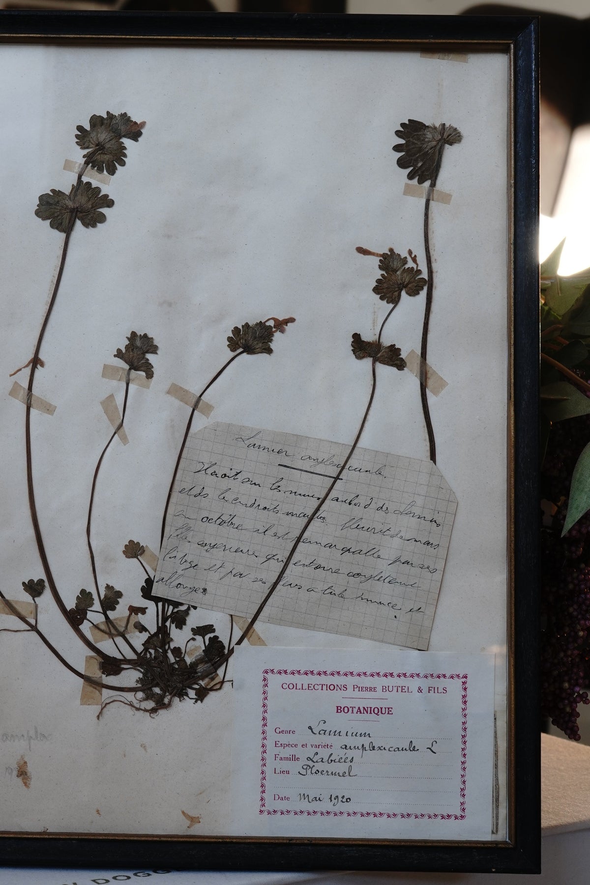 Antique Dried, Pressed, Framed Botanical Specimen - Lamium Amplexicaule 1920
