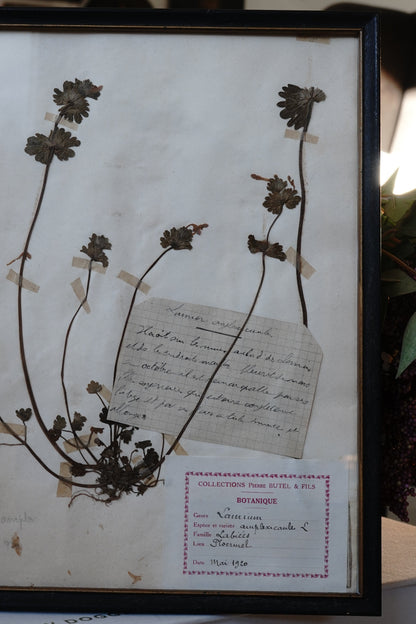 Antique Dried, Pressed, Framed Botanical Specimen - Lamium Amplexicaule 1920