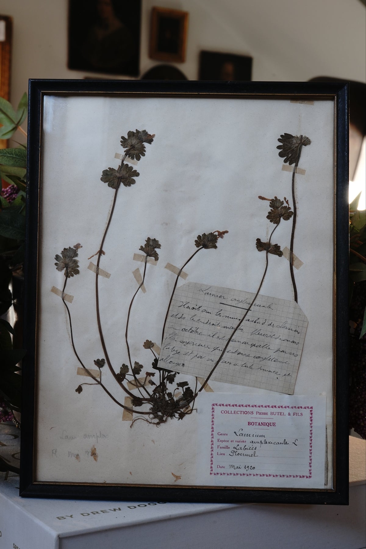Antique Dried, Pressed, Framed Botanical Specimen - Lamium Amplexicaule 1920