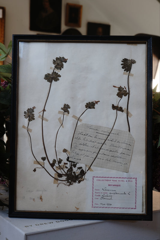 Antique Dried, Pressed, Framed Botanical Specimen - Lamium Amplexicaule 1920