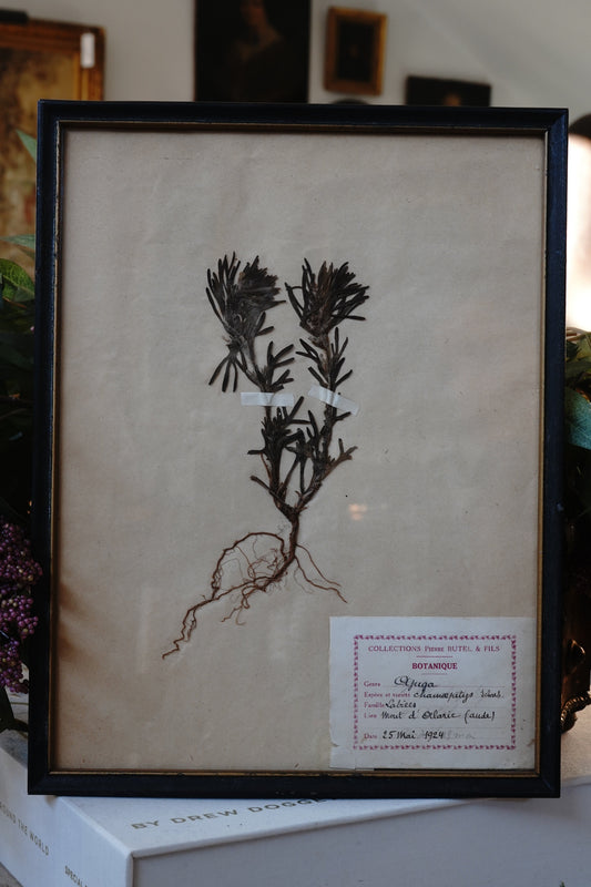 Antique Dried, Pressed, Framed Botanical Specimen - Ajuga Chamaepitys 1924