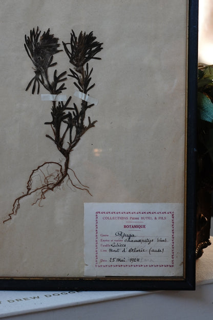 Antique Dried, Pressed, Framed Botanical Specimen - Ajuga Chamaepitys 1924