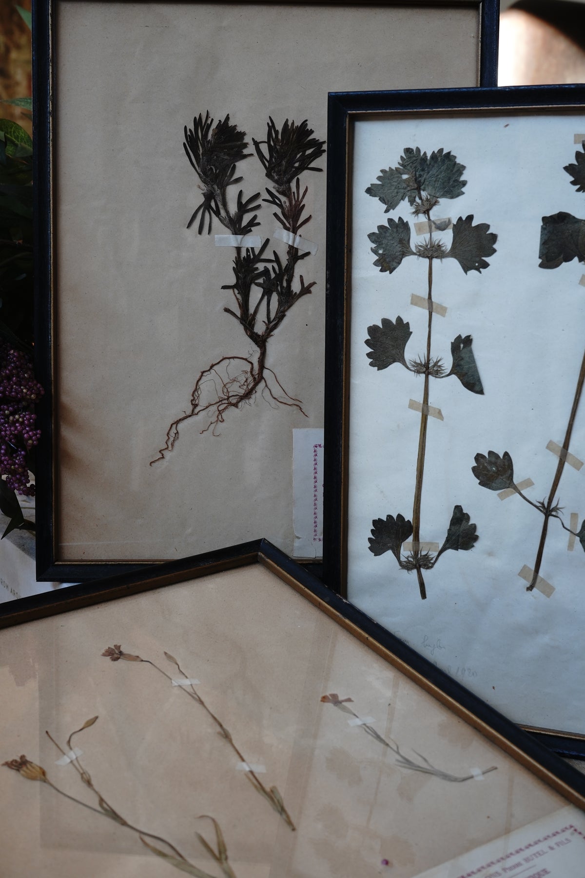 Antique Dried, Pressed, Framed Botanical Specimen - Ajuga Chamaepitys 1924