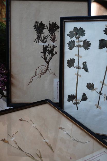 Antique Dried, Pressed, Framed Botanical Specimen - Lamium, 1920