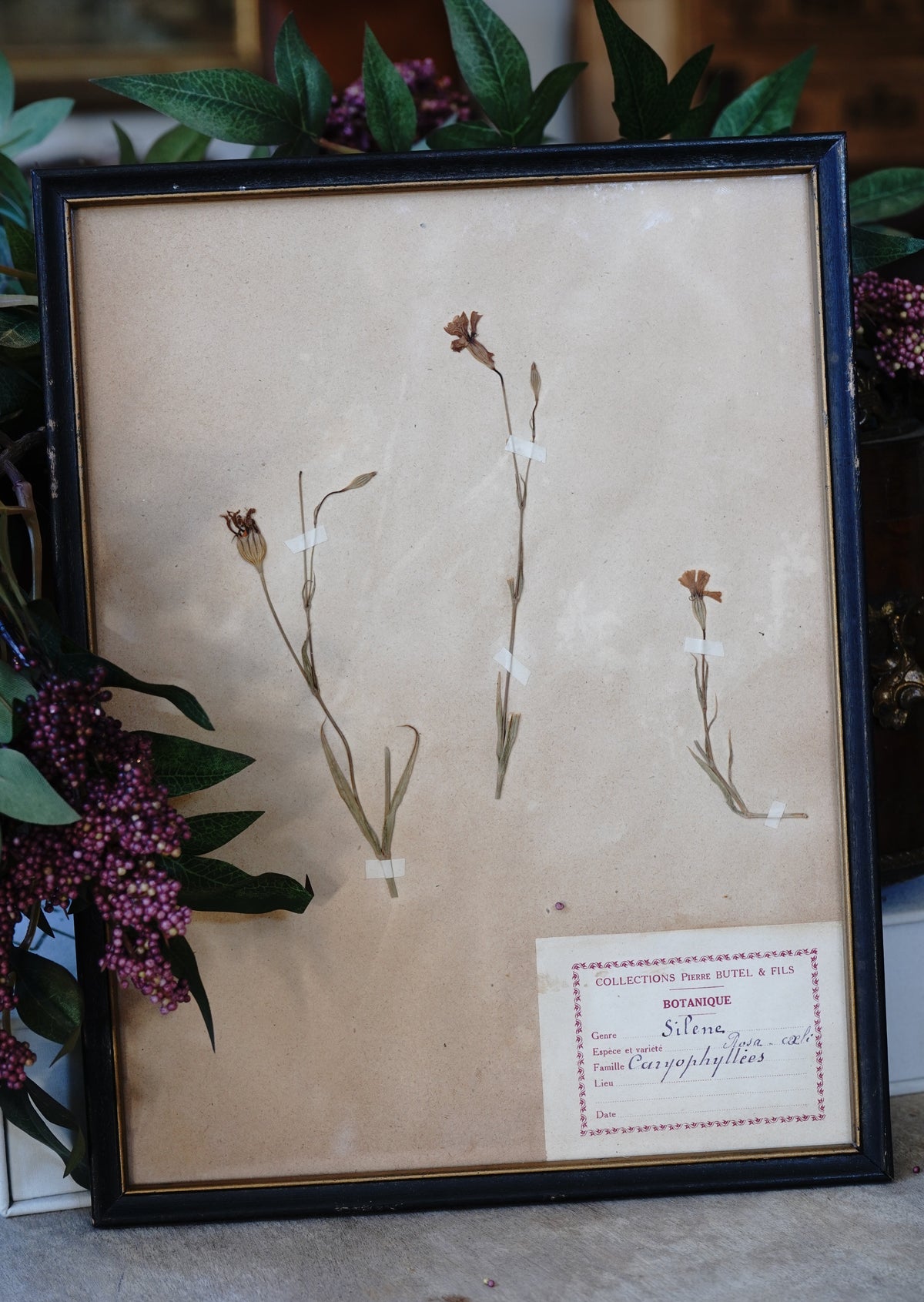 Antique Dried, Pressed, Framed Botanical Specimen - Silene, Caryophyllaceae