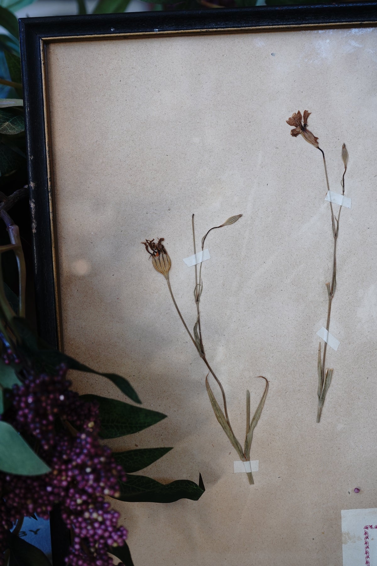 Antique Dried, Pressed, Framed Botanical Specimen - Silene, Caryophyllaceae