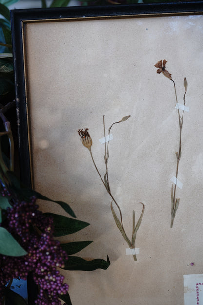 Antique Dried, Pressed, Framed Botanical Specimen - Silene, Caryophyllaceae