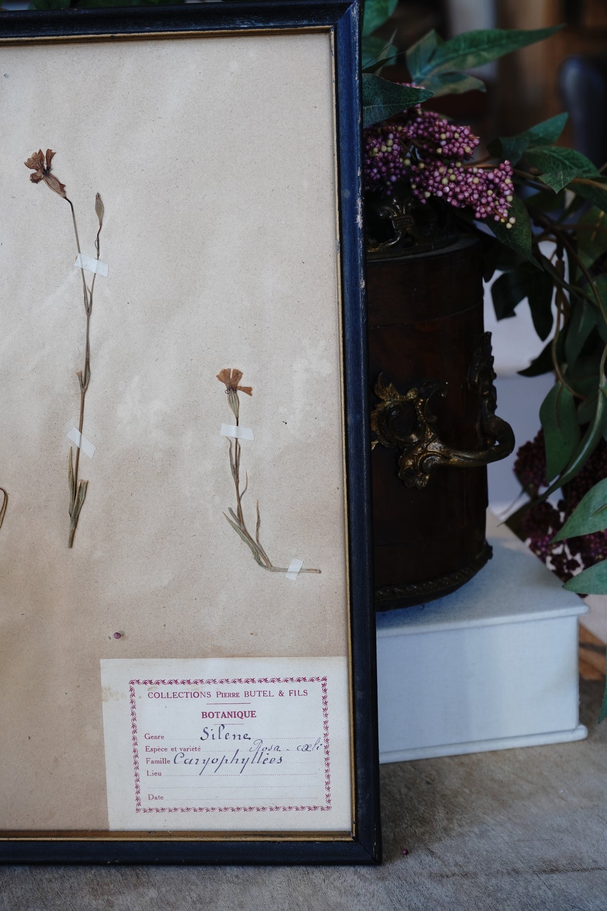 Antique Dried, Pressed, Framed Botanical Specimen - Silene, Caryophyllaceae