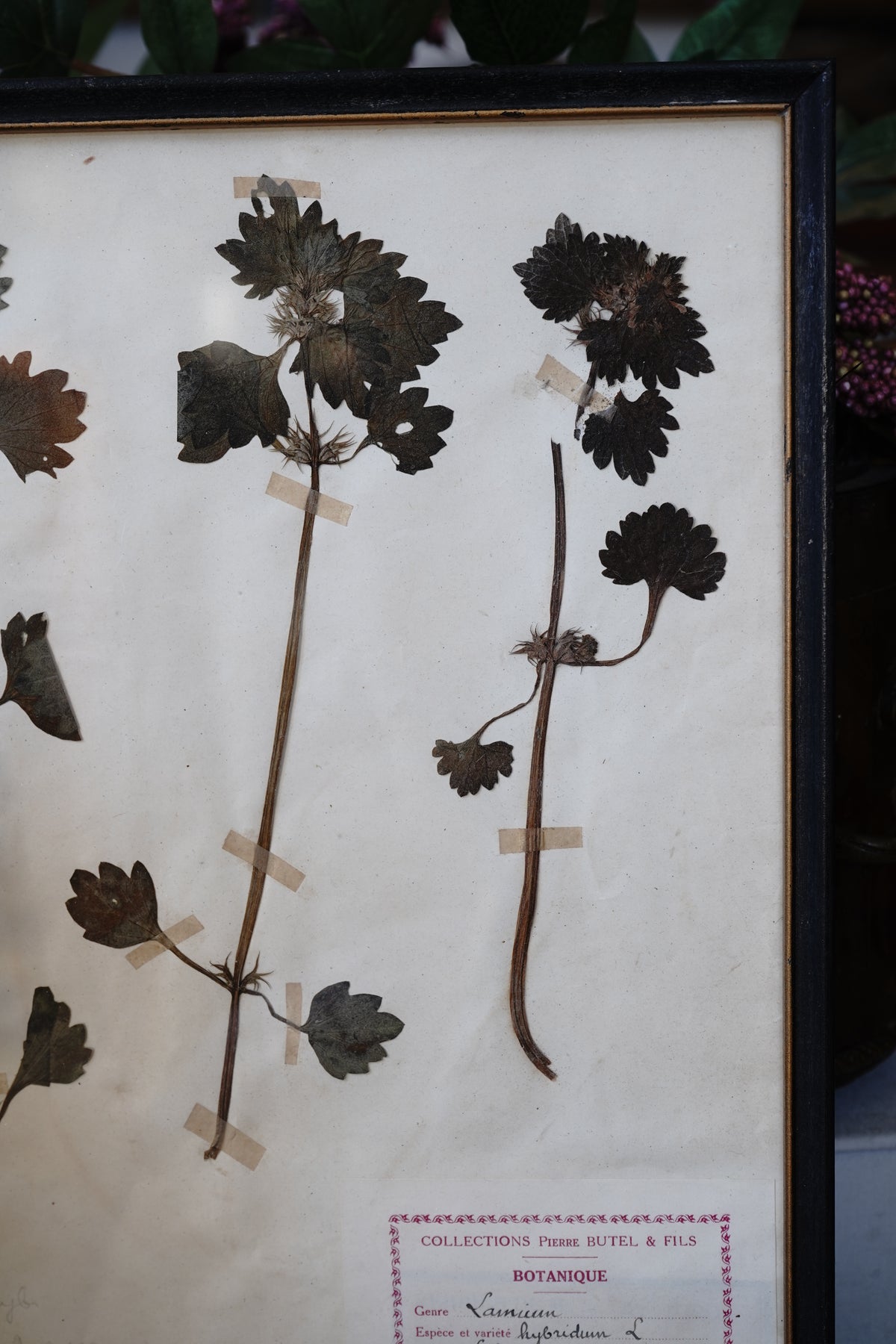 Antique Dried, Pressed, Framed Botanical Specimen - Lamium, 1920