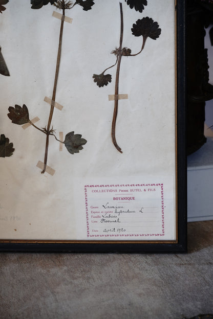 Antique Dried, Pressed, Framed Botanical Specimen - Lamium, 1920