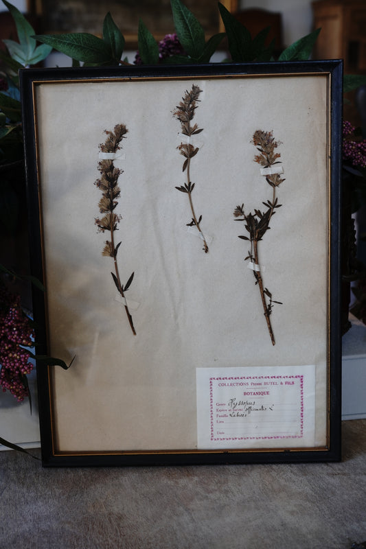Antique Dried, Pressed, Framed Botanical Specimen - Hyssopus Officinalis