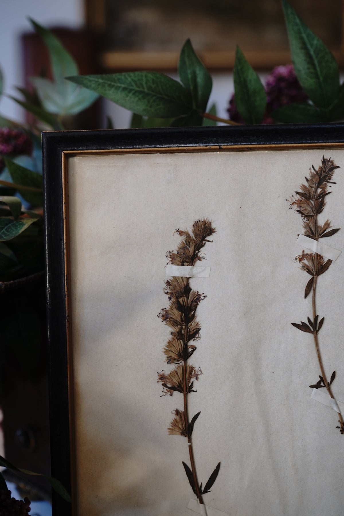 Antique Dried, Pressed, Framed Botanical Specimen - Hyssopus Officinalis