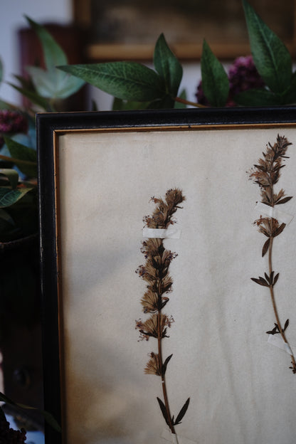 Antique Dried, Pressed, Framed Botanical Specimen - Hyssopus Officinalis