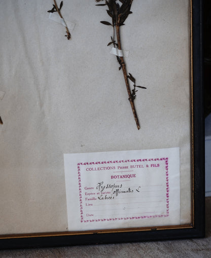 Antique Dried, Pressed, Framed Botanical Specimen - Hyssopus Officinalis